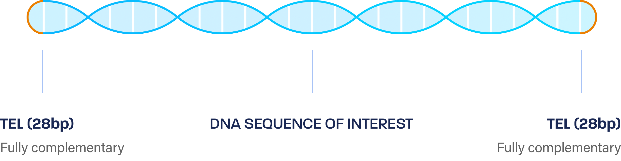 doggybone DNA for AAV production